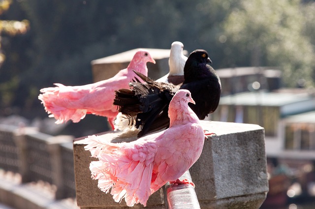 进攻线上的 进攻线上的