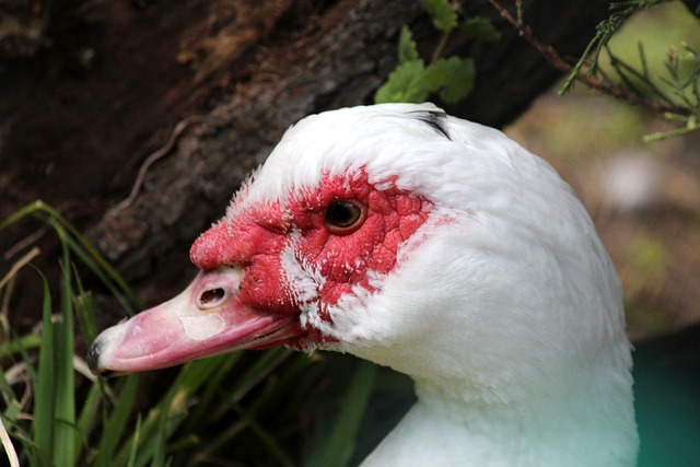 提升联赛的 提升联赛的