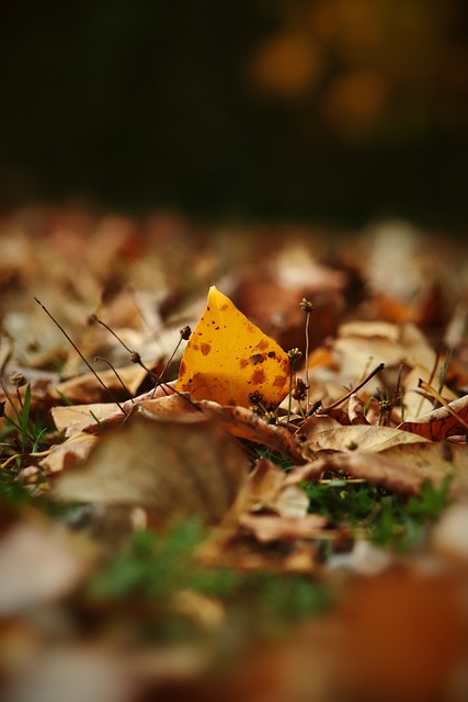 室内足球 室内足球